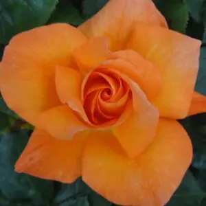 Barbara is a wonderfully fragrant hybrid tea rose with large orange blooms and excellent resistance to disease.