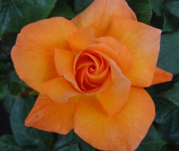 Barbara is a wonderfully fragrant hybrid tea rose with large orange blooms and excellent resistance to disease.