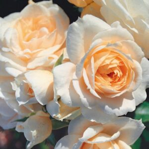 Shirley is a wonderfully healthy floribunda with excellent resistance to disease and a lovely fragrance.