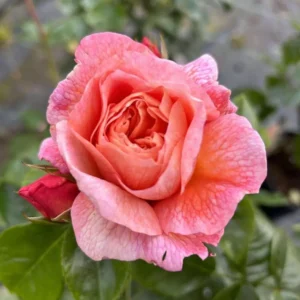 Dearest Carol - Peach Floribunda rose.