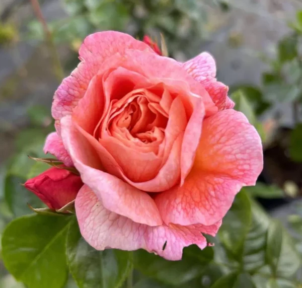 Dearest Carol - Peach Floribunda rose.