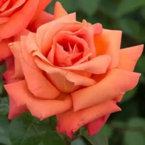 Trevor's Rose has Large, fragrant blooms of copper orange on glossy foliage which has excellent disease resistance. Ideal boarders for large containers.