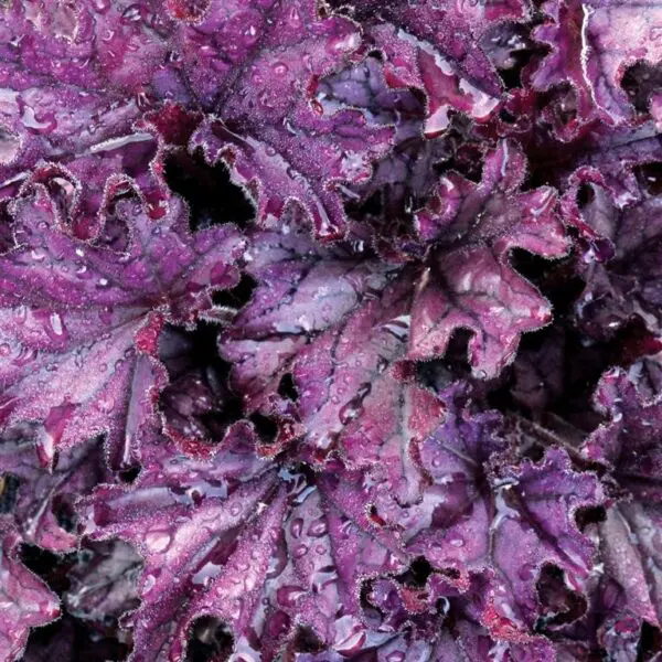 Heuchera Forever Purple - Purple Hardy Perennial