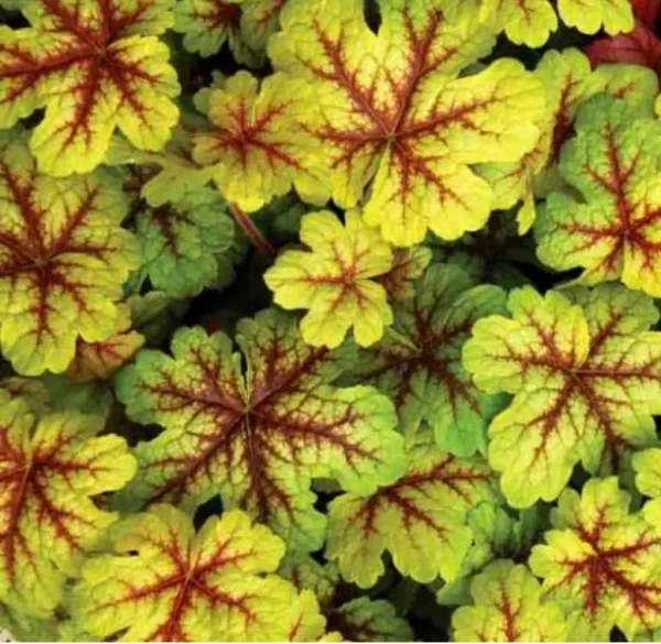 Heucherella Alabama Sunrise  - Green Hardy Perennial