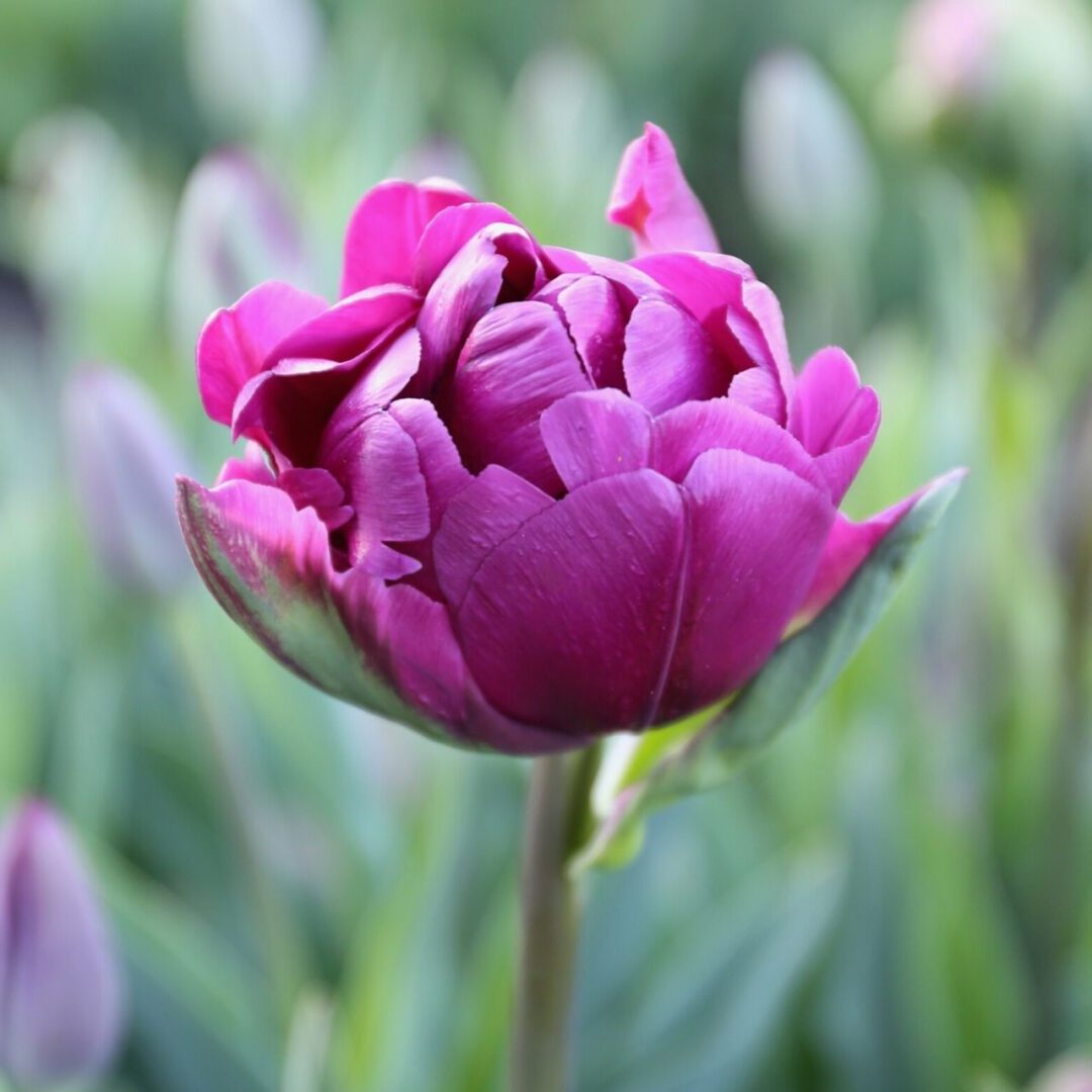 Negrita - Purple Double Tulips