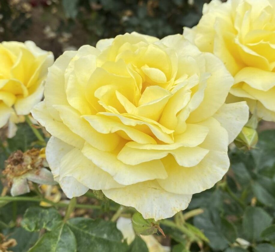 KEITH - Yellow Floribunda Bush Rose.