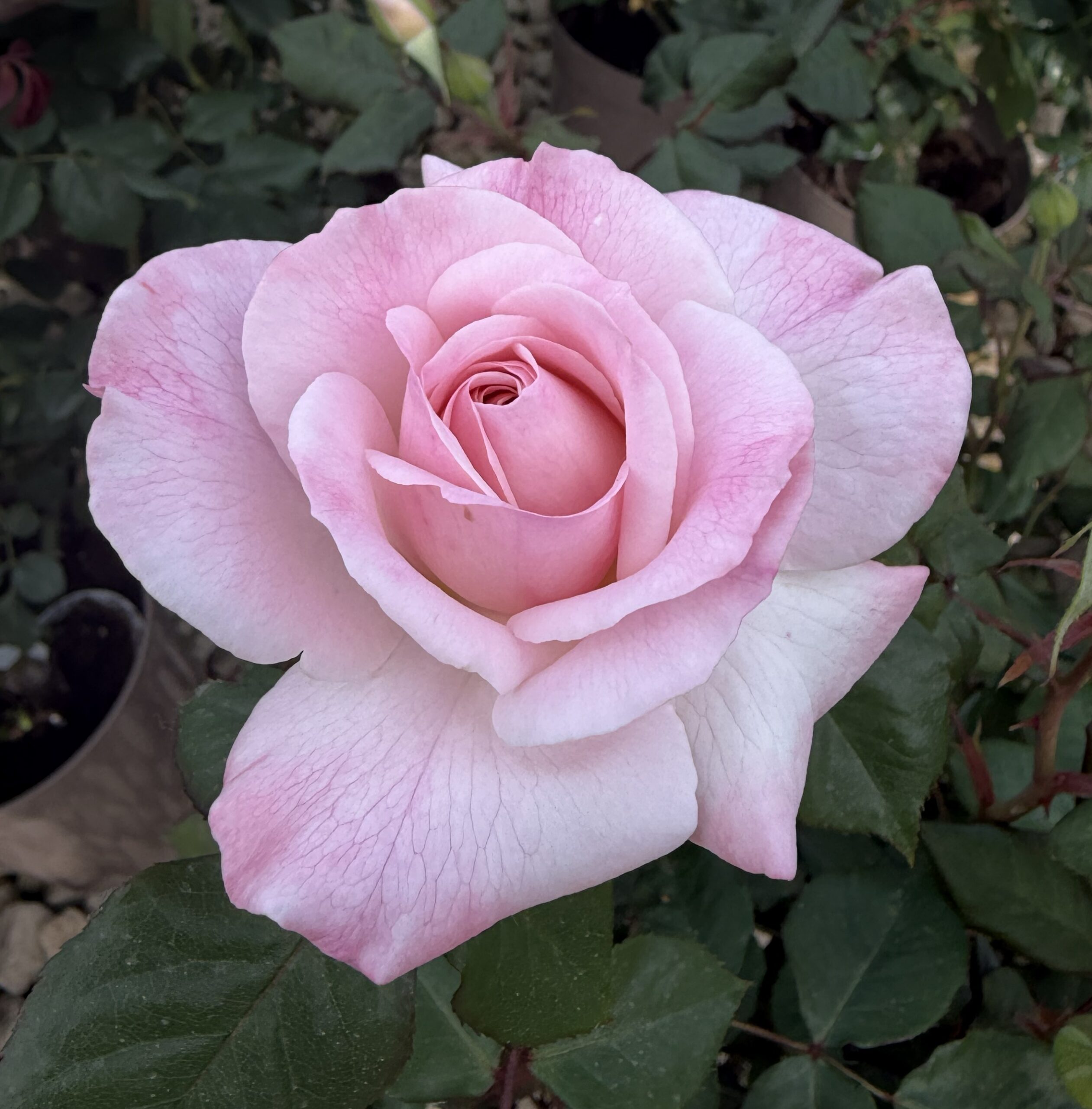 Dearest Pamela produces clusters of pink and white blended blooms on an upright frame with glossy foliage. good health and repeat flowering.