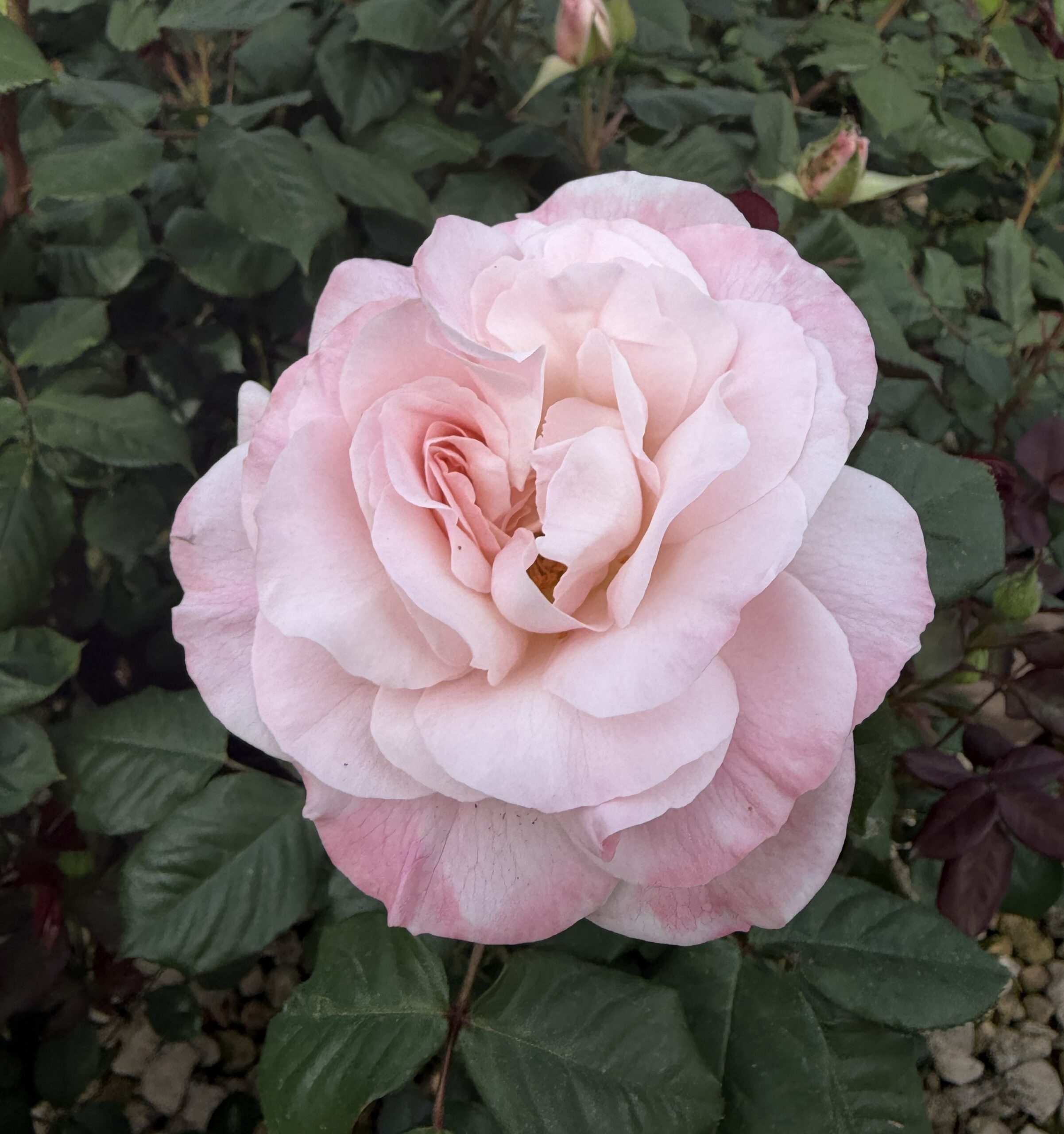 Dearest Pamela White/Pink Floribunda Rose