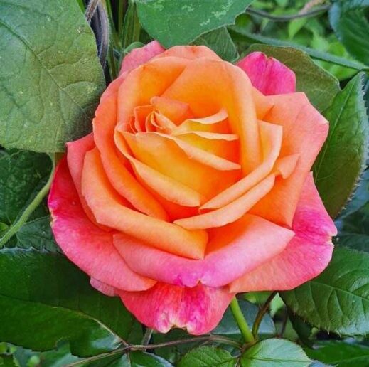 SAM - Red/ Orange Hybrid Tea Rose