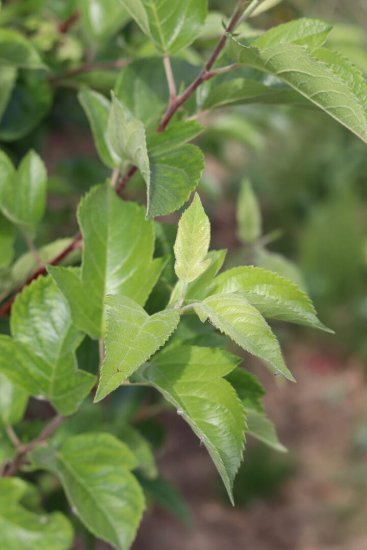 Malus Evereste is a compact, deciduous ornamental crab apple tree. growing to 8 meters in maturity. dark green foliage turns a golden yellow in autumn. Masses of white flowers in spring turn to clusters of fruits.