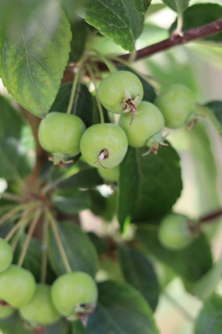 Malus Evereste is a compact, deciduous ornamental crab apple tree. growing to 8 meters in maturity. dark green foliage turns a golden yellow in autumn. Masses of white flowers in spring turn to clusters of fruits.