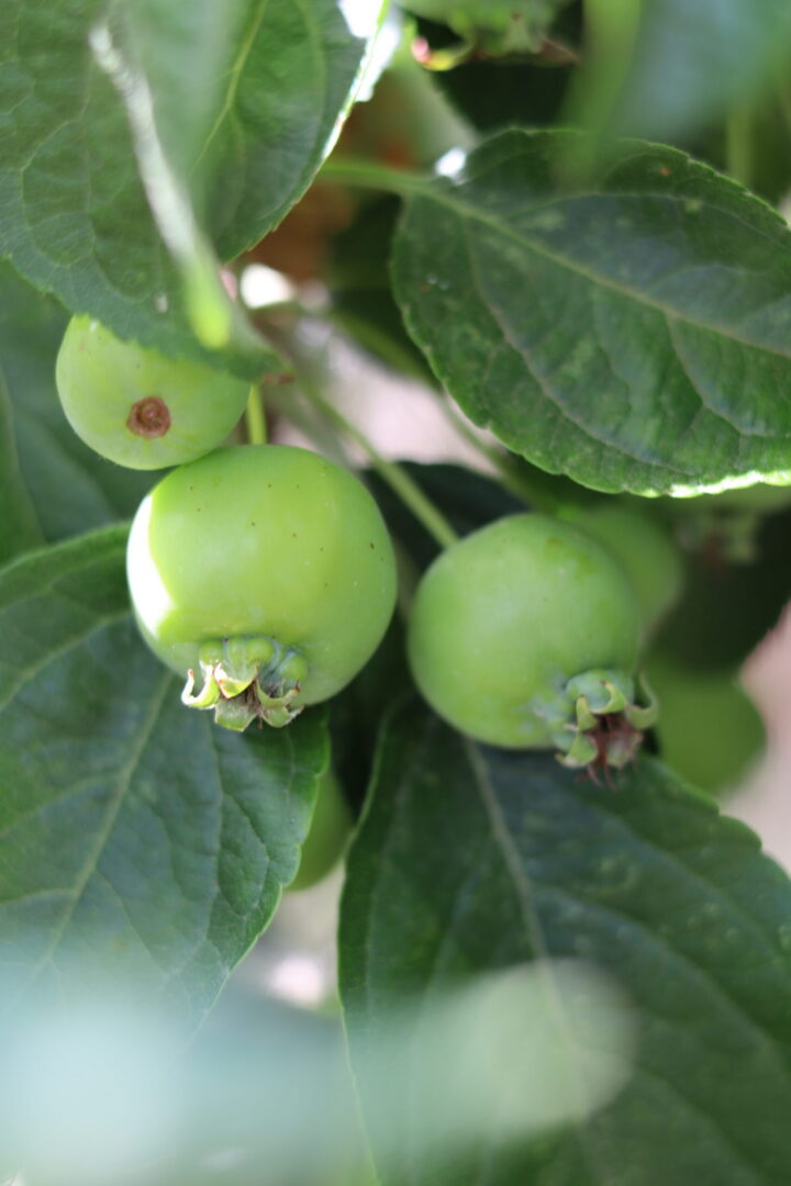 Malus Evereste - Ornamental Crab Apple Tree
