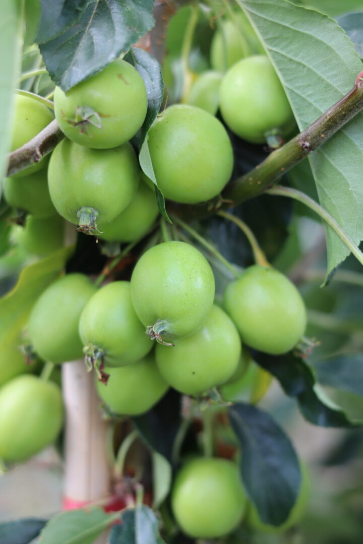 Malus John Downie is a compact, deciduous ornamental crab apple tree. growing to 8 meters in maturity. dark green foliage turns a golden yellow in autumn. Masses of white flowers in spring turn to clusters of fruits renowned for jam making.