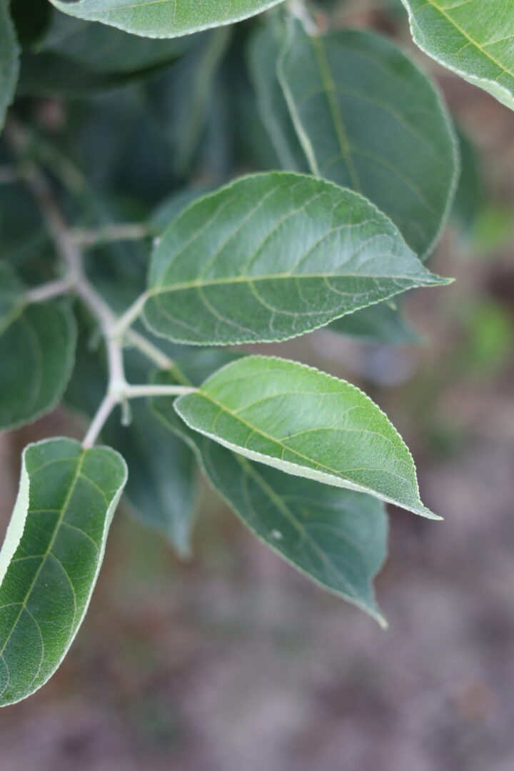 Malus John Downie - Ornamental Crab Apple Tree - Image 3
