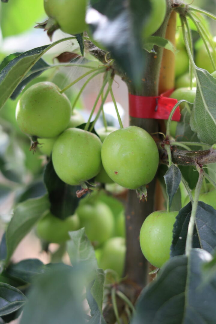 Malus John Downie - Ornamental Crab Apple Tree - Image 4