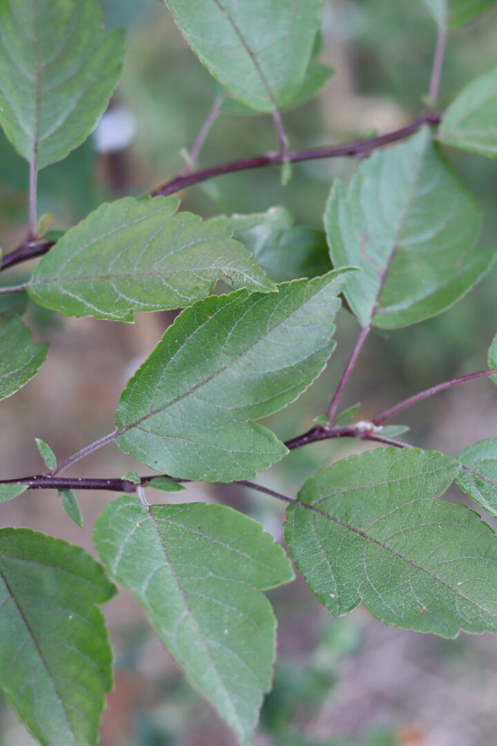 Malus Profusion - Ornamental Crab Apple Tree - Image 3