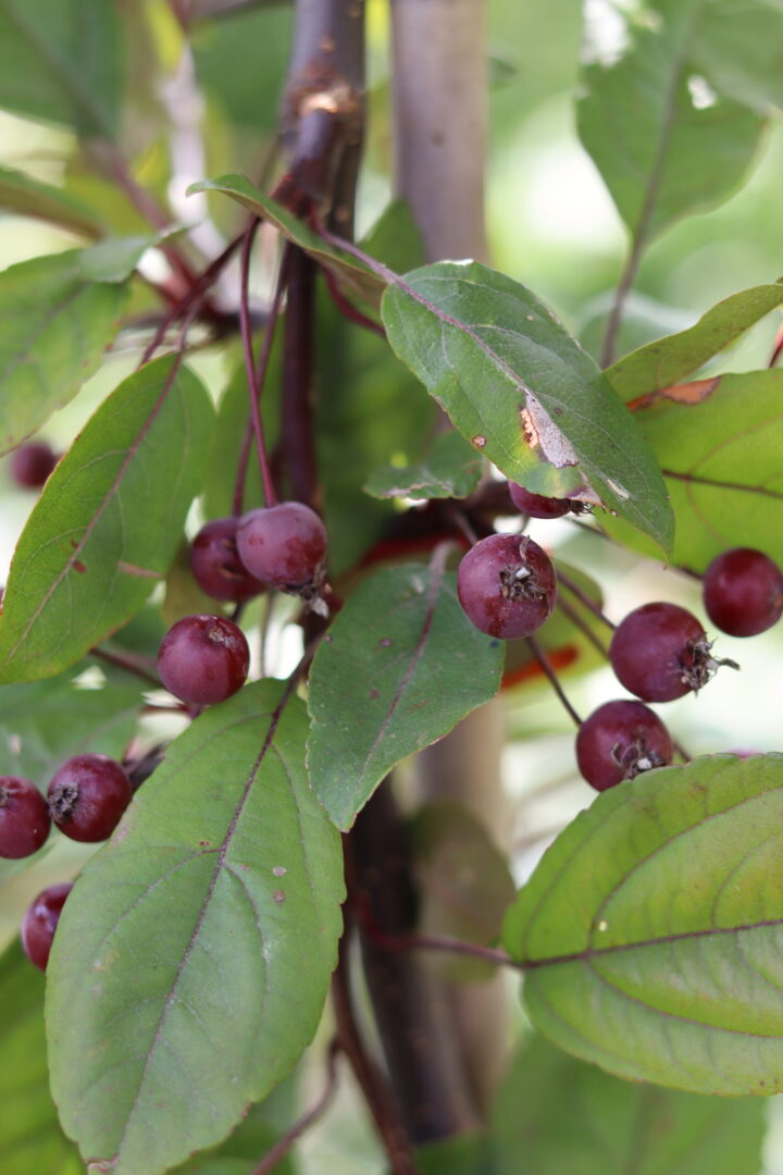 Malus Profusion - Ornamental Crab Apple Tree - Image 2
