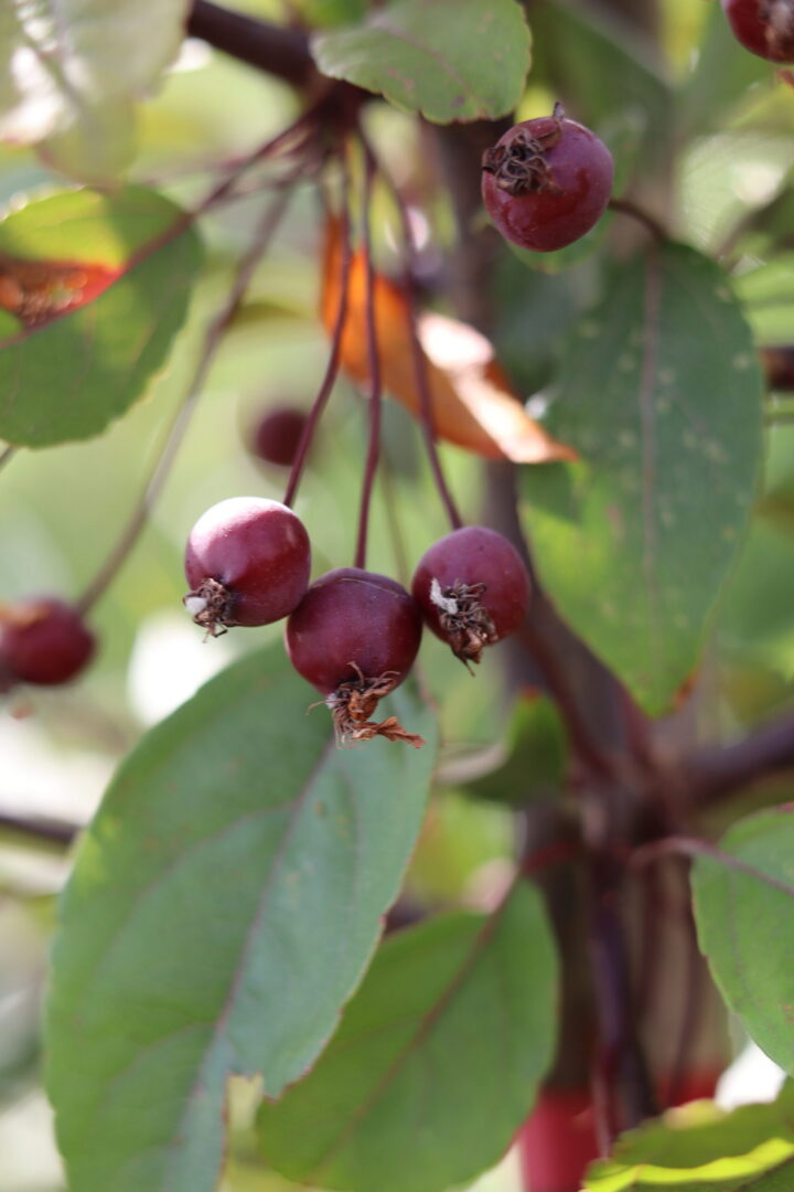Malus Profusion is a compact, deciduous ornamental crab apple tree. growing to 8 meters in maturity. dark green foliage turns a dark bronze in autumn. Masses of fragrant purple flowers in spring turn to clusters of small fruits suited for jam making.