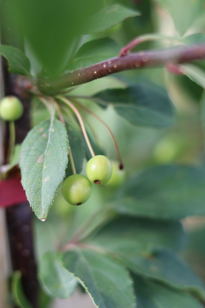 Malus Floribunda is a compact, deciduous ornamental crab apple tree. growing to 8 meters in maturity. dark green foliage turns a dark bronze in autumn. Masses of pink blended blooms in spring turn to clusters of small fruits. well suited for winter fruits for attracting wildlife.