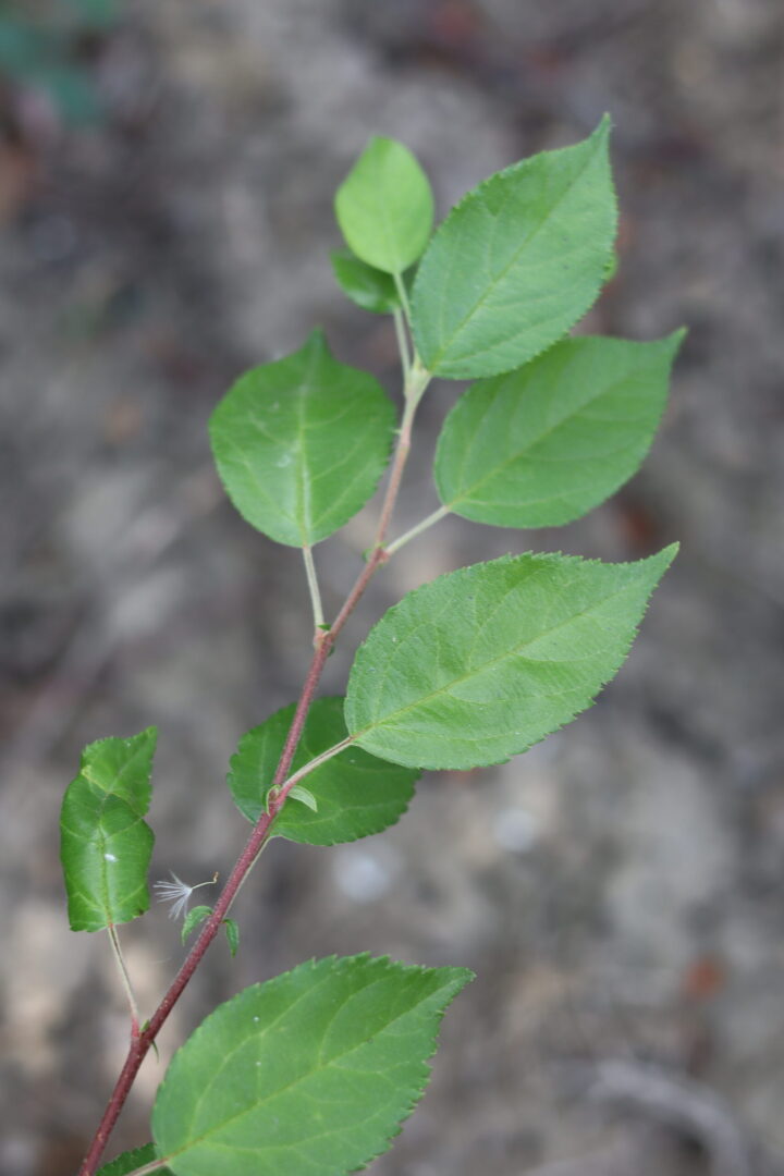 Malus Floribunda - Ornamental Crab Apple Tree - Image 2