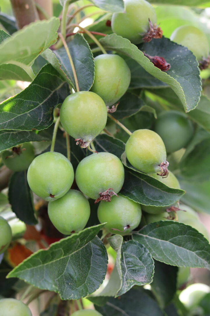 Malus Golden Hornet - Ornamental Crab Apple Tree - Image 2