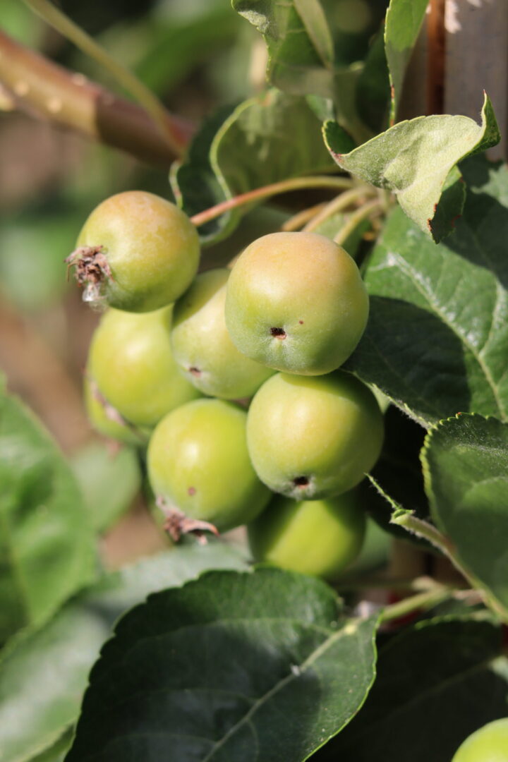 Malus Golden Hornet is a compact, deciduous ornamental crab apple tree. growing to 8 meters in maturity. dark green foliage turns a golden yellow in autumn. Masses of white flowers in spring turn to clusters of fruits.