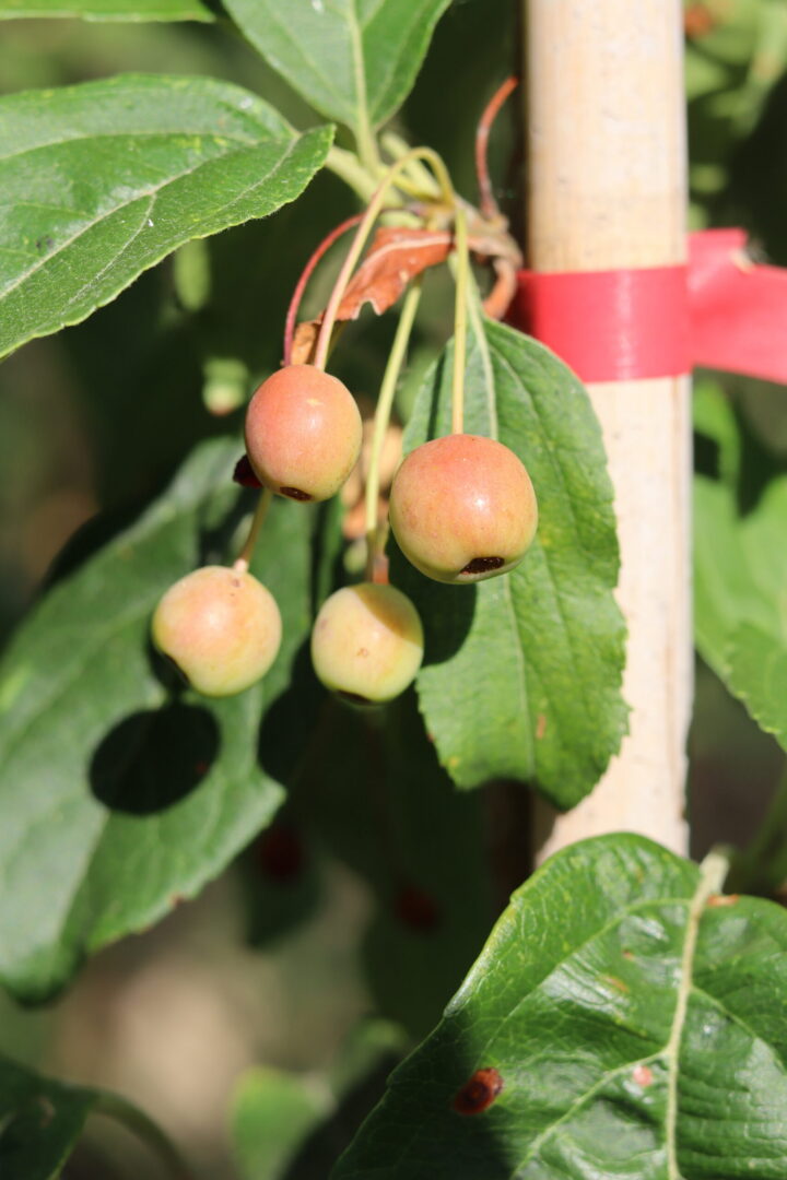 Malus Sweet Parade is an ornamental crab apple tree. A deciduous tree growing too 7meters . Produces glossy foliage and clusters of deep red fruits.