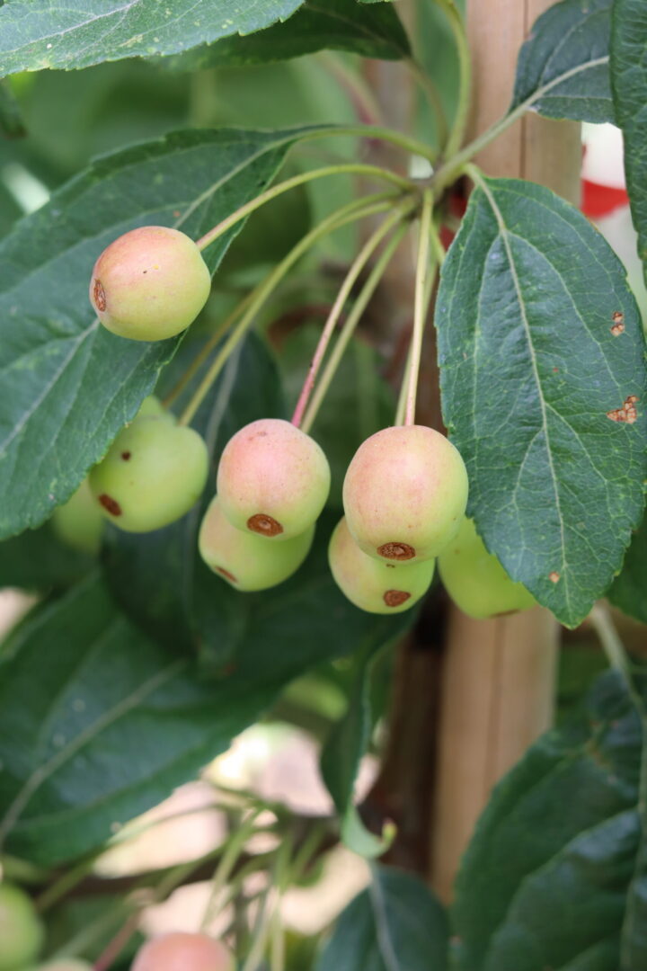 Malus Sweet Parade - Ornamental Crab Apple Tree - Image 2