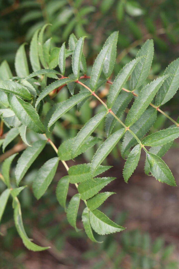 Sorbus Commixta known as the Japanese Rowan . A deciduous tree with glossy leaves which turn to a stunning red/orange in autumn. Deep red berries in autumn and winter are perfect for attracting wildlife.