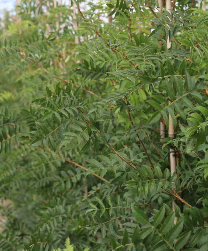 Sorbus Commixta known as the Japanese Rowan . A deciduous tree with glossy leaves which turn to a stunning red/orange in autumn. Deep red berries in autumn and winter are perfect for attracting wildlife.