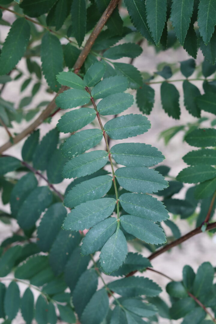 Sorbus Sheerwater Seedling is A deciduous tree with glossy leaves which turn to a glowing yellow in autumn. vibrant red berries in autumn and winter are perfect for attracting wildlife.
