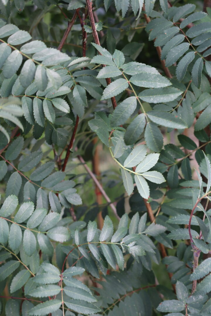 Sorbus Sheerwater Seedling is A deciduous tree with glossy leaves which turn to a glowing yellow in autumn. vibrant red berries in autumn and winter are perfect for attracting wildlife.