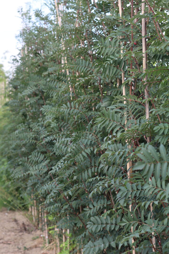 Sorbus Sheerwater Seedling is A deciduous tree with glossy leaves which turn to a glowing yellow in autumn. vibrant red berries in autumn and winter are perfect for attracting wildlife.