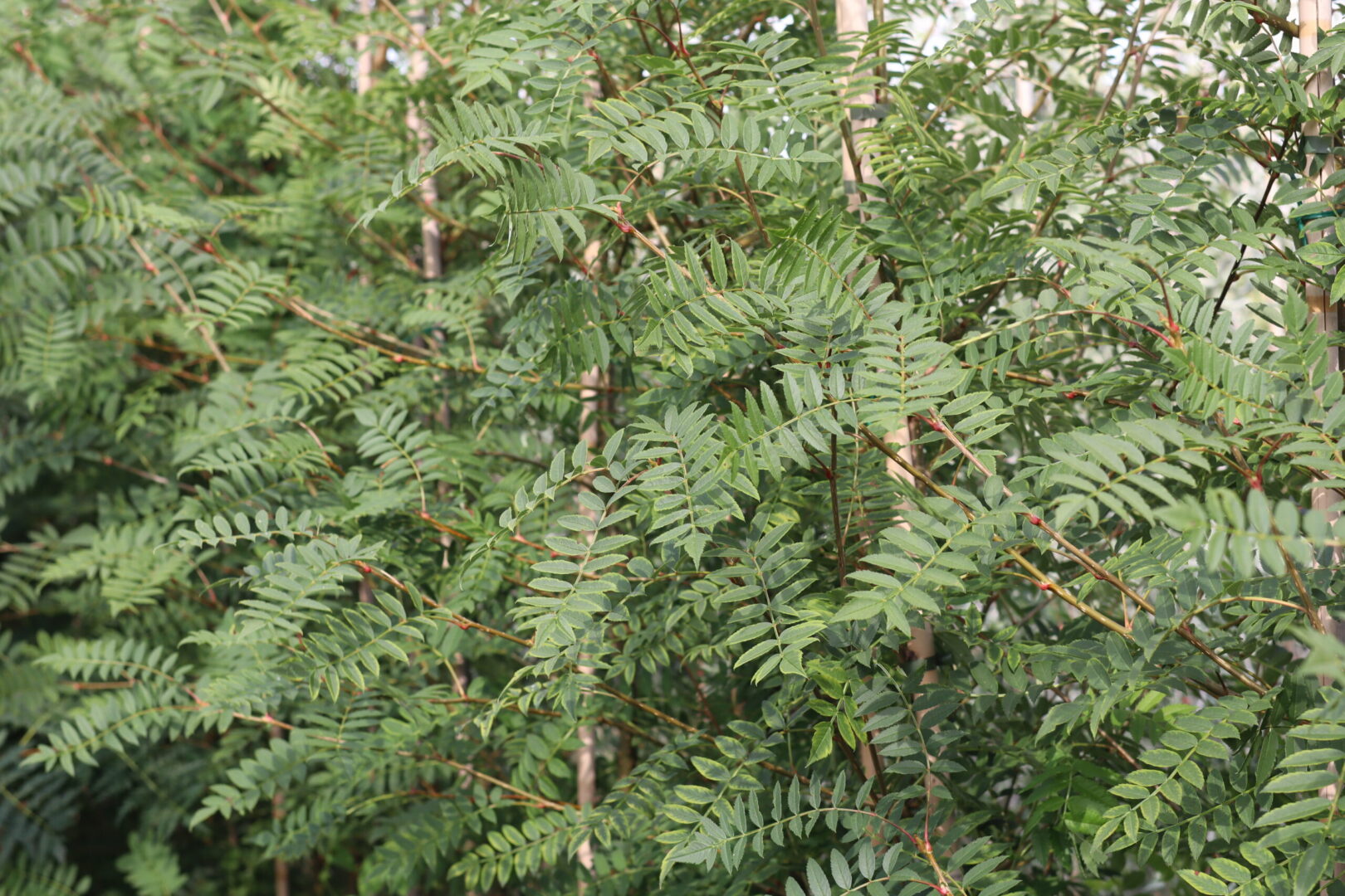 Sorbus November Pink is A deciduous tree with glossy leaves which turn to a yellow/ red in autumn. soft pink berries in autumn and winter are perfect for attracting wildlife.