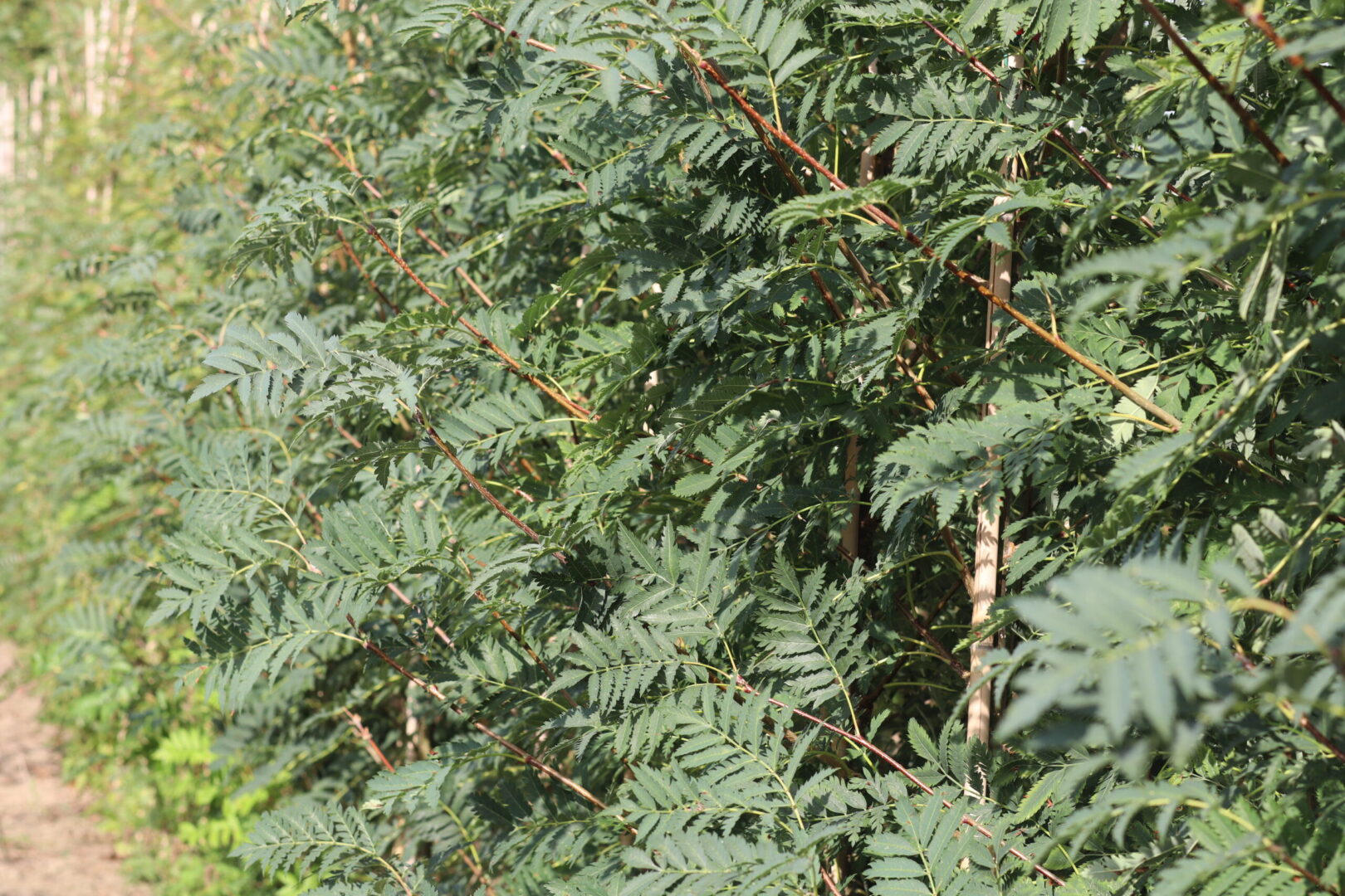 Sorbus Asplenifolia can also be know as a rowan tree or mountain ash. A compact growing deciduous tree with matte green serated leaves which turn to a golden yellow in autumn. Deep red berries in autumn and winter are perfect for attracting wildlife.