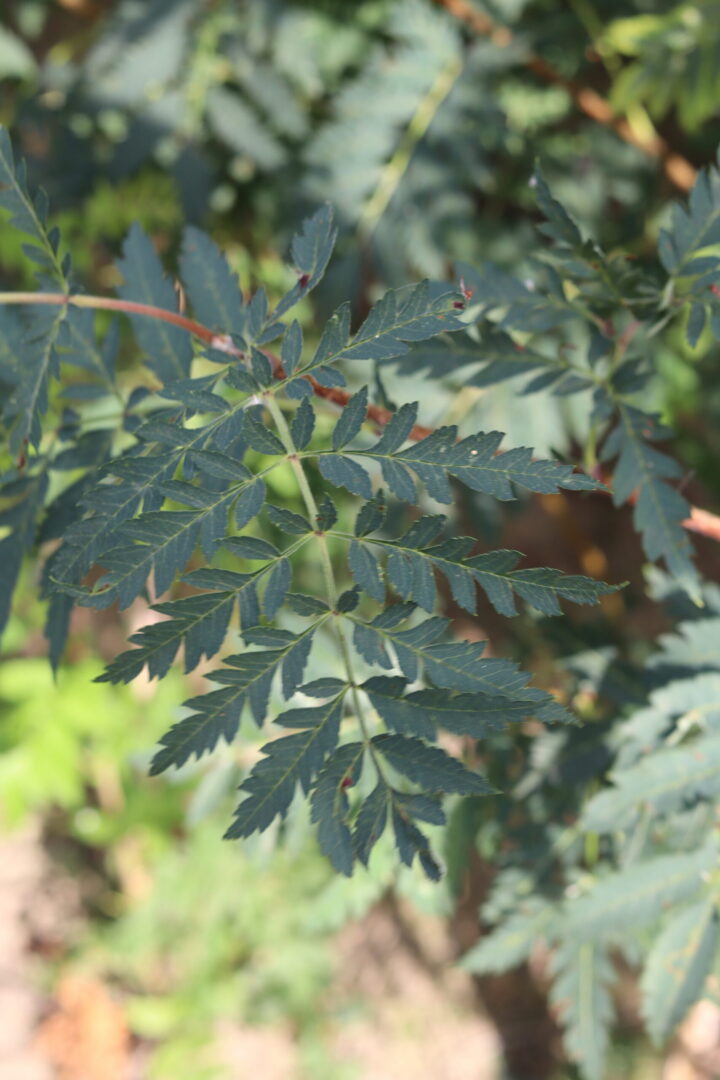 Sorbus Asplenifolia can also be know as a rowan tree or mountain ash. A compact growing deciduous tree with matte green serated leaves which turn to a golden yellow in autumn. Deep red berries in autumn and winter are perfect for attracting wildlife.