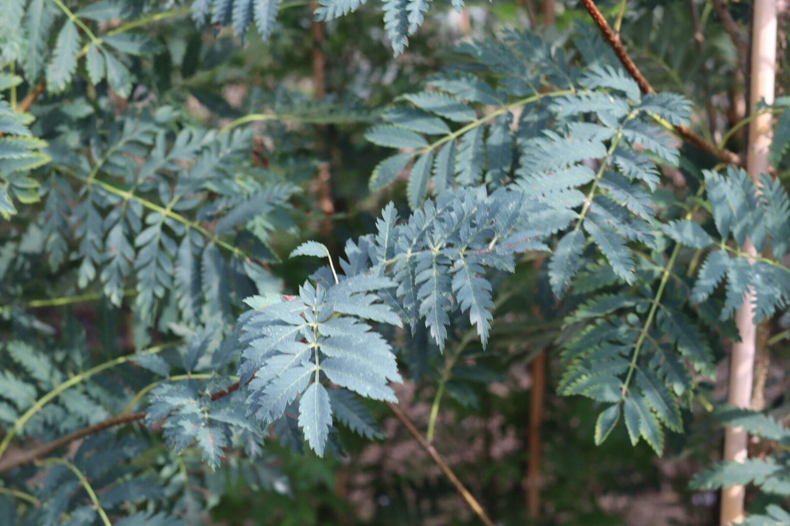 Sorbus Asplenifolia - Rowan Tree Asplenifolia - Image 3