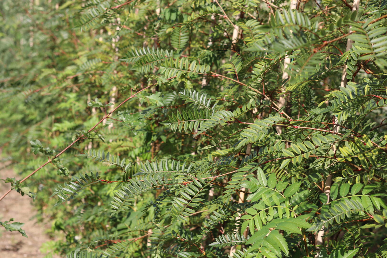 Sorbus Eastern Promise is A deciduous tree also known as the pink berried mountain ash. Glossy leaves which turn to a yellow/ red in autumn. Deep pink berries in autumn and winter are perfect for attracting wildlife.