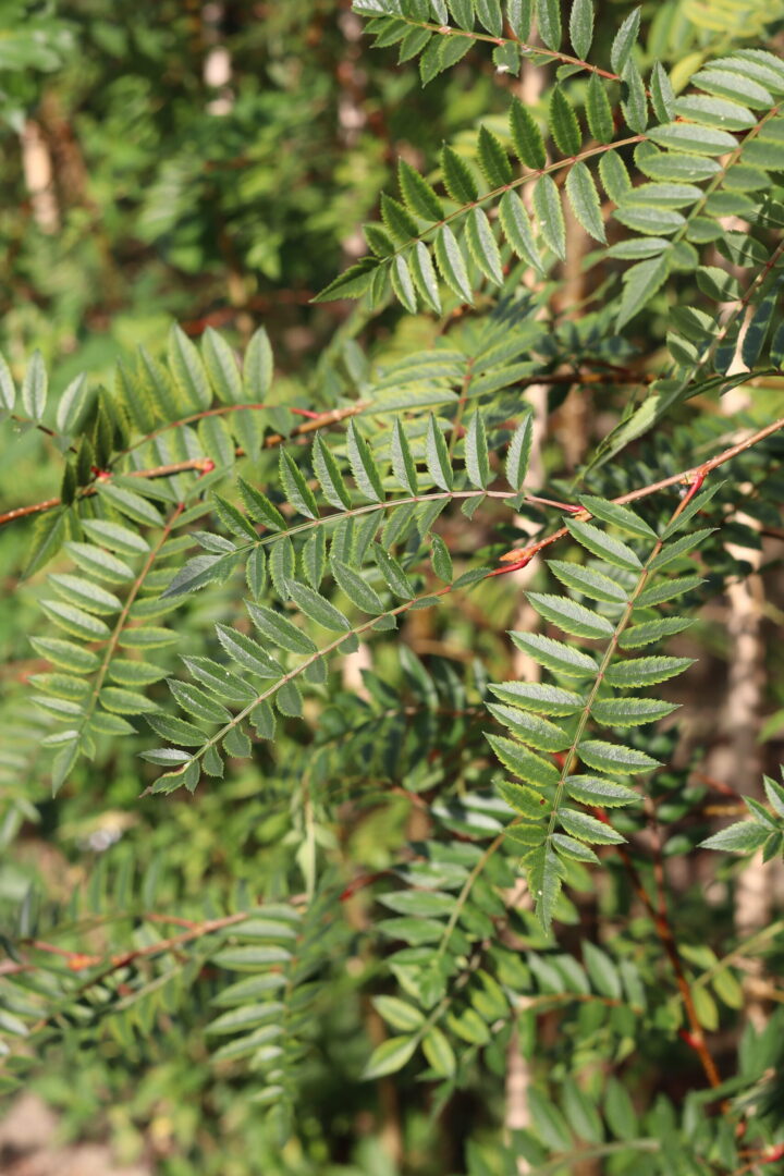 Sorbus Eastern Promise is A deciduous tree also known as the pink berried mountain ash. Glossy leaves which turn to a yellow/ red in autumn. Deep pink berries in autumn and winter are perfect for attracting wildlife.