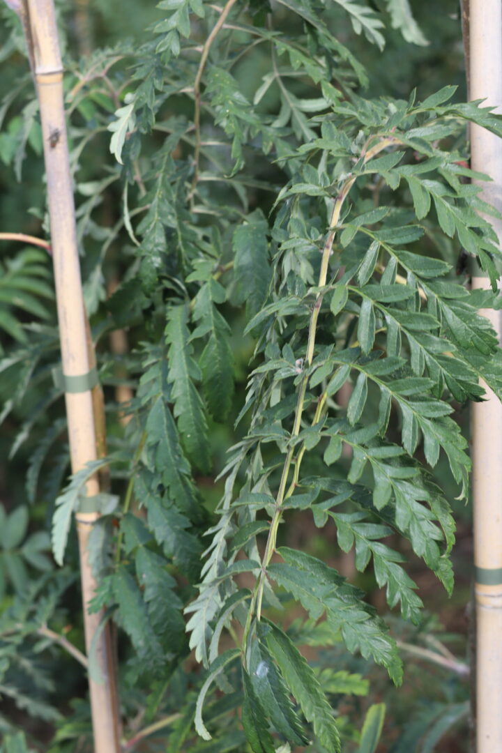 Sorbus Chinese Lace is A deciduous tree also known as the cut leaved rowan tree or mountain ash. Glossy leaves which turn to a glowing orange in autumn. Deep red berries in autumn and winter are perfect for attracting wildlife.