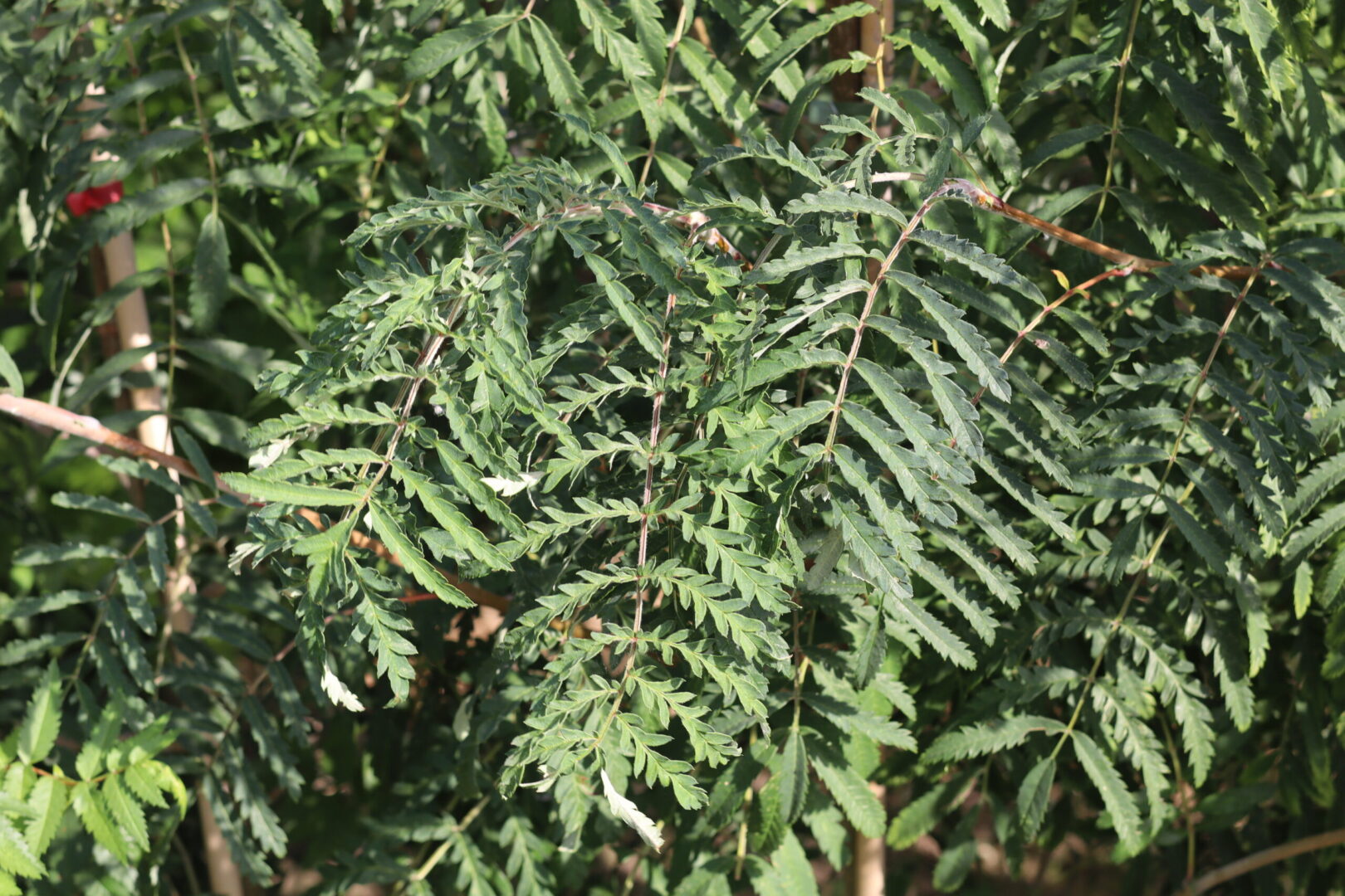 Sorbus Chinese Lace is A deciduous tree also known as the cut leaved rowan tree or mountain ash. Glossy leaves which turn to a glowing orange in autumn. Deep red berries in autumn and winter are perfect for attracting wildlife.