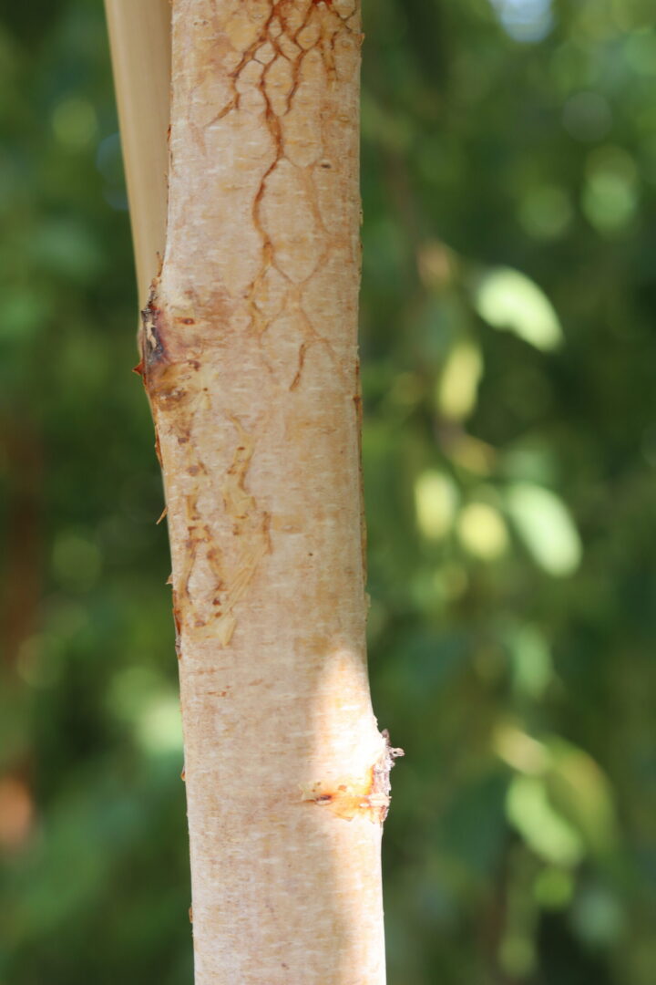 Betula Albosinensis Fascination or the Chinese Red Birch however is a modern hybrid of the popular favourite. It has an attractive peeling orange red bark. Glossy green foliage turns to a golden yellow in autumn. Lime green catkins (seedpod) turn to a brown in autumn and drop become a perfect food source for small birds and wildlife.