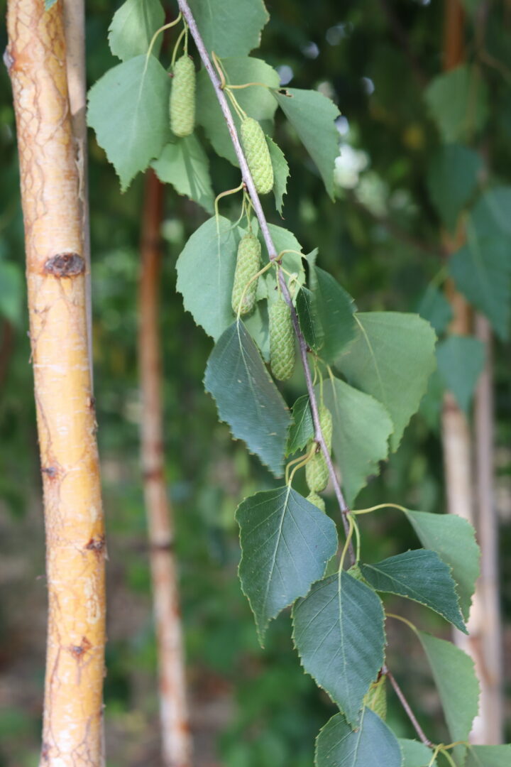 Betula Albosinensis Fascination or the Chinese Red Birch