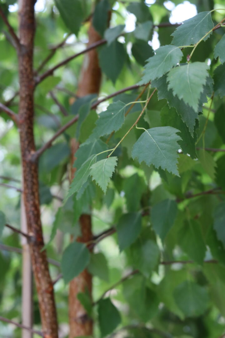 Betula Albosinensis Fascination or the Chinese Red Birch however is a modern hybrid of the popular favourite. It has an attractive peeling orange red bark. Glossy green foliage turns to a golden yellow in autumn. Lime green catkins (seedpod) turn to a brown in autumn and drop become a perfect food source for small birds and wildlife.