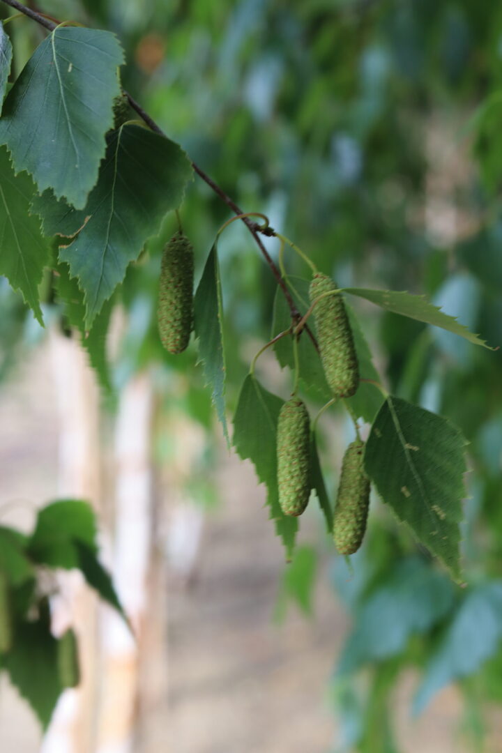 Betula Albosinensis Fascination or the Chinese Red Birch however is a modern hybrid of the popular favourite. It has an attractive peeling orange red bark. Glossy green foliage turns to a golden yellow in autumn. Lime green catkins (seedpod) turn to a brown in autumn and drop become a perfect food source for small birds and wildlife.