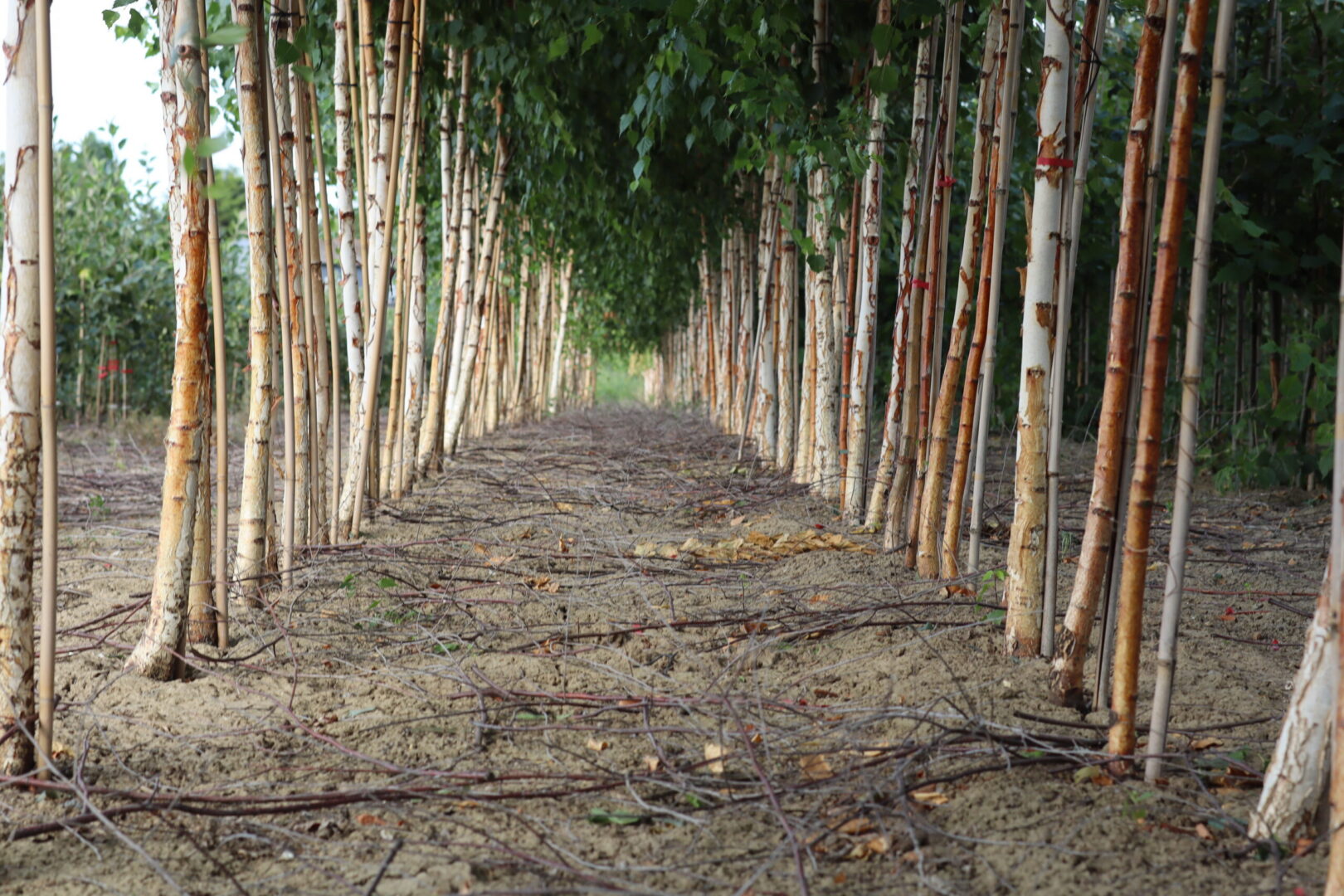 Ornamental trees offering a range heights colours in both leaf and when flowering. We stock a range of varieties including malus, prunus, pyrus, sorbus and many more. Range of heights available.